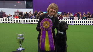 Obedience Winner | 2017 Westminster Dog Show