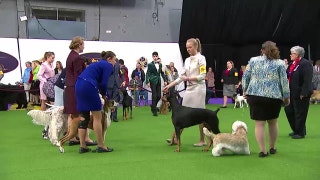 Watch the Junior Showmanship Competition at the 2017 Westminster Dog Show (Part 1)