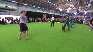 Watch the Junior Showmanship Competition at the 2017 Westminster Dog Show (Part 2)