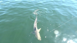 FOX Sports Southwest Outdoors: Surrounded by Sharks