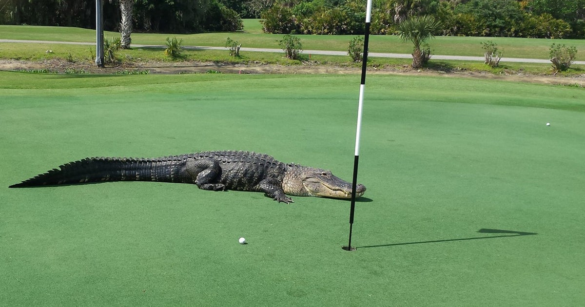 Florida golfer survives gator attack on putting green FOX Sports