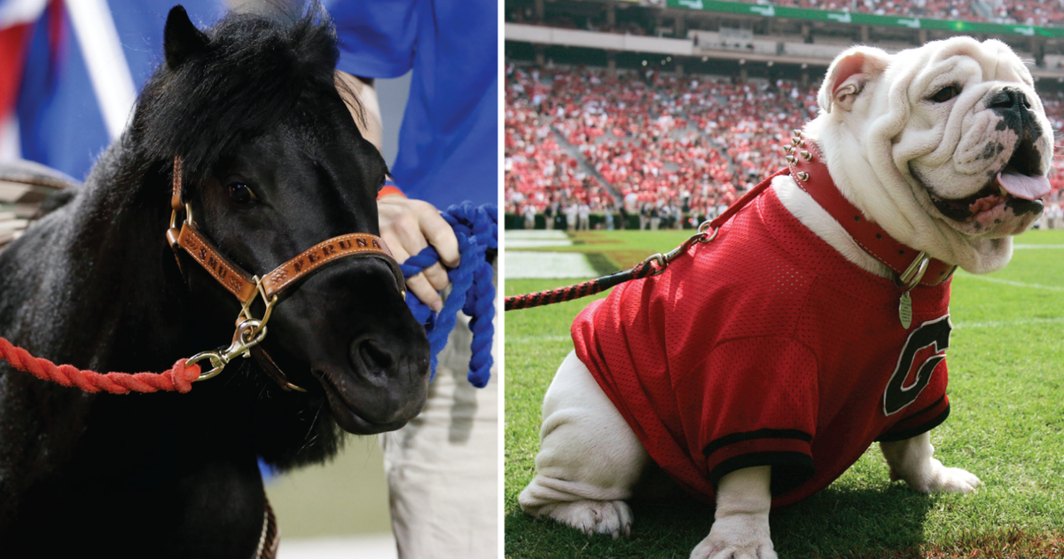The most adorable live animal mascots in college sports, ranked | FOX