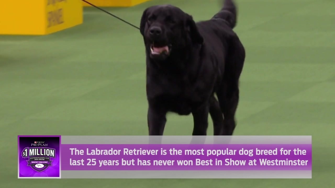 What Does Select Mean In A Dog Show Poodleparent