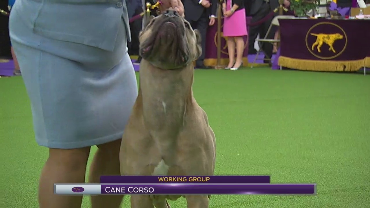 Cane Corso Breed Judging 2017