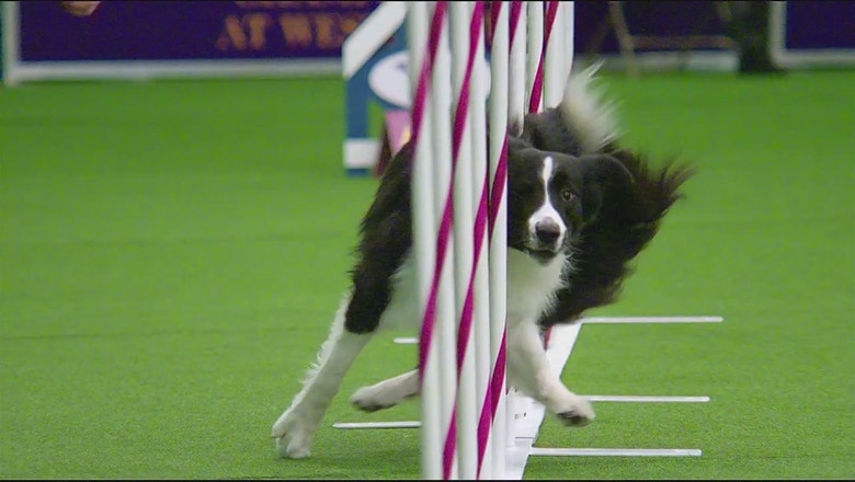 border collie agility 2018