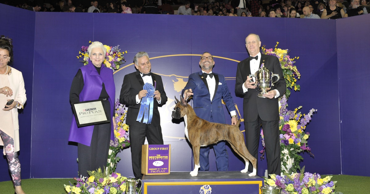 Westminster Dog Show Group Results (Day 2)
