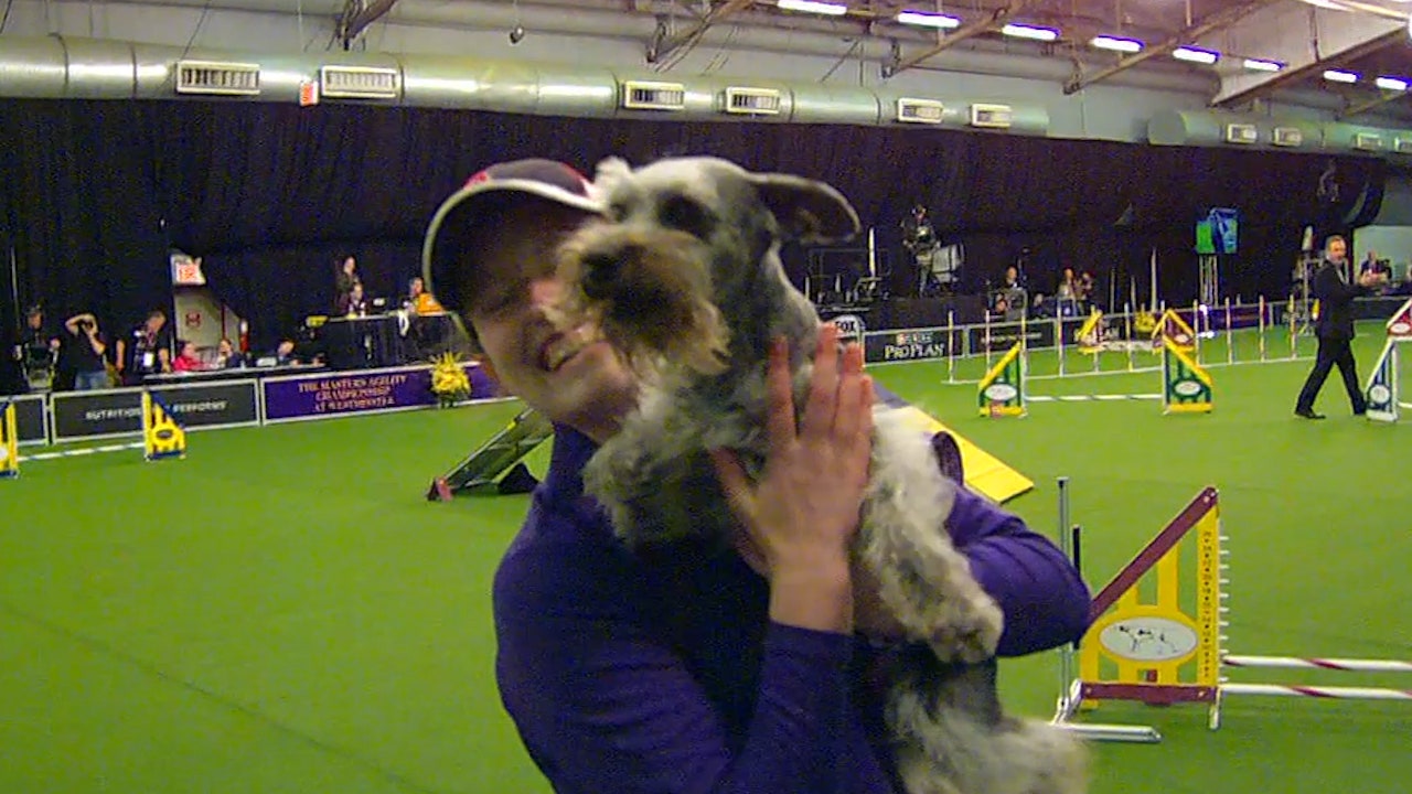 miniature schnauzer agility