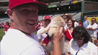 Angels Weekly: Photo Day at the Big A