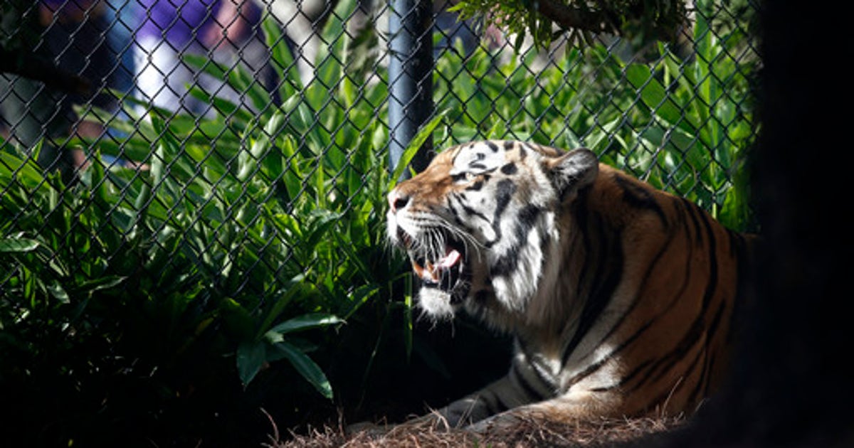 LSU Officially Has New Live Tiger Mascot On Campus | FOX Sports