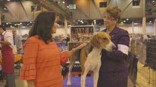 Road to Westminster (RTW): BOH Lisa Miller