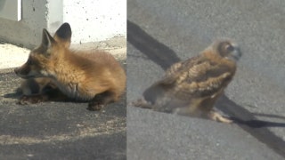 Landon & Matt's NASCAR Christmas Presents: Wildlife stops track activity at Pocono & Fontana