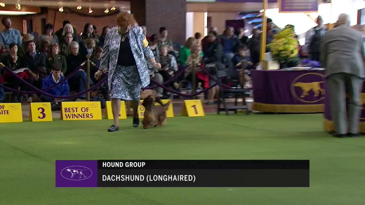 Ring 1 Dachshund Longhaired Fox Sports