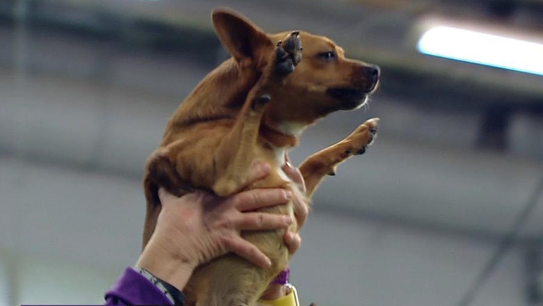 papillon agility 2018