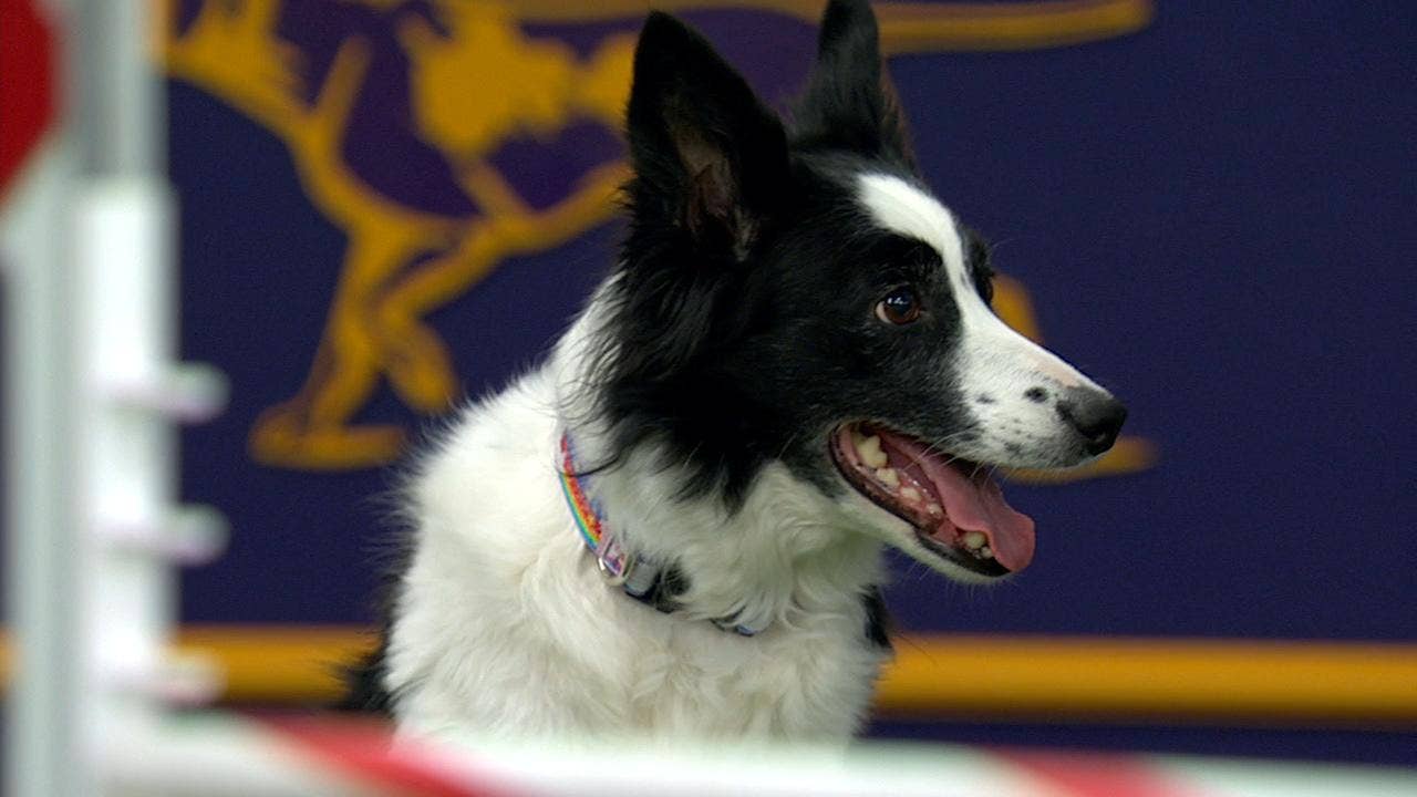 border collie obstacle course 2018