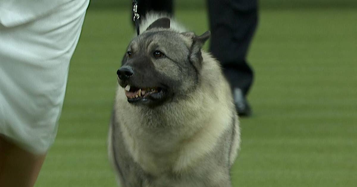 Hound Group Part 2 Group Judging (2018) FOX Sports