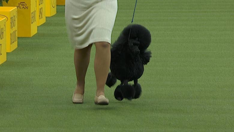 national dog show 2018 non sporting group