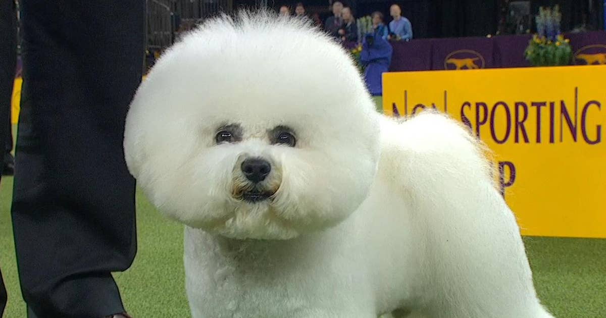 Bichon Frise Westminster 2018 2025