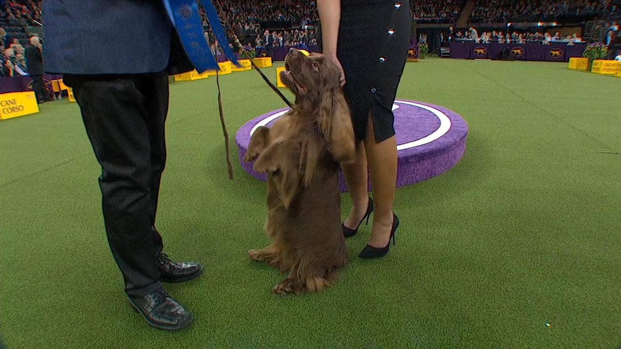 Bean The Sussex Spaniel Wins The 2018 Westminster Kennel Club Dog Show Sporting Group