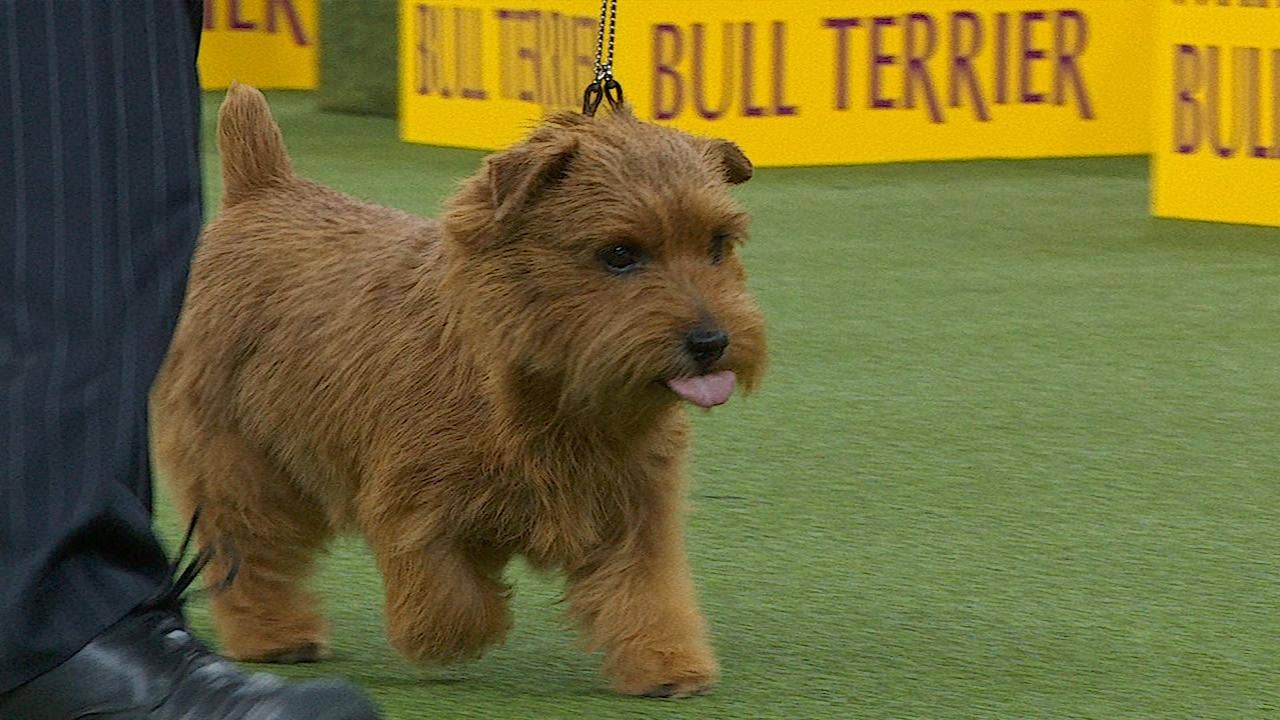 Winston The Norfolk Terrier Wins The 18 Westminster Kennel Club Dog Show Terrier Group Fox Sports