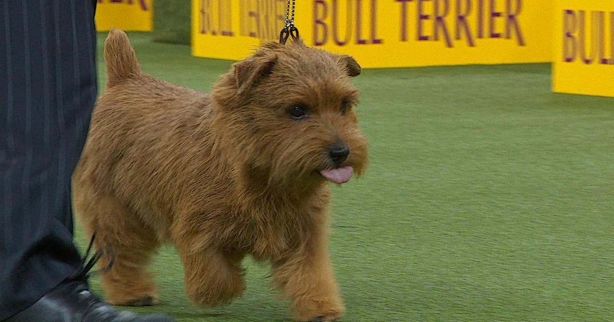 Winston the Norfolk Terrier wins the 2018 Westminster Kennel Club Dog