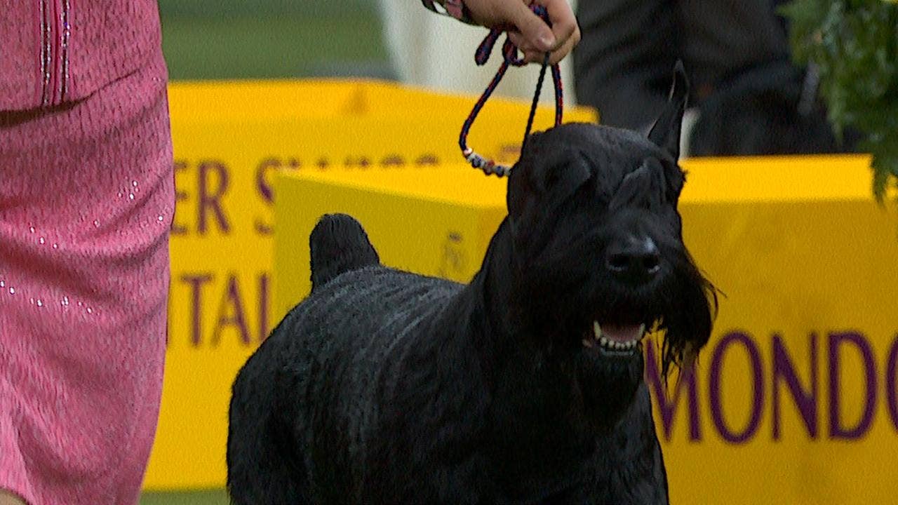 westminster dog show 2018 best in show