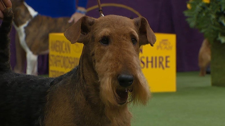 chelsea blue bedlington terriers