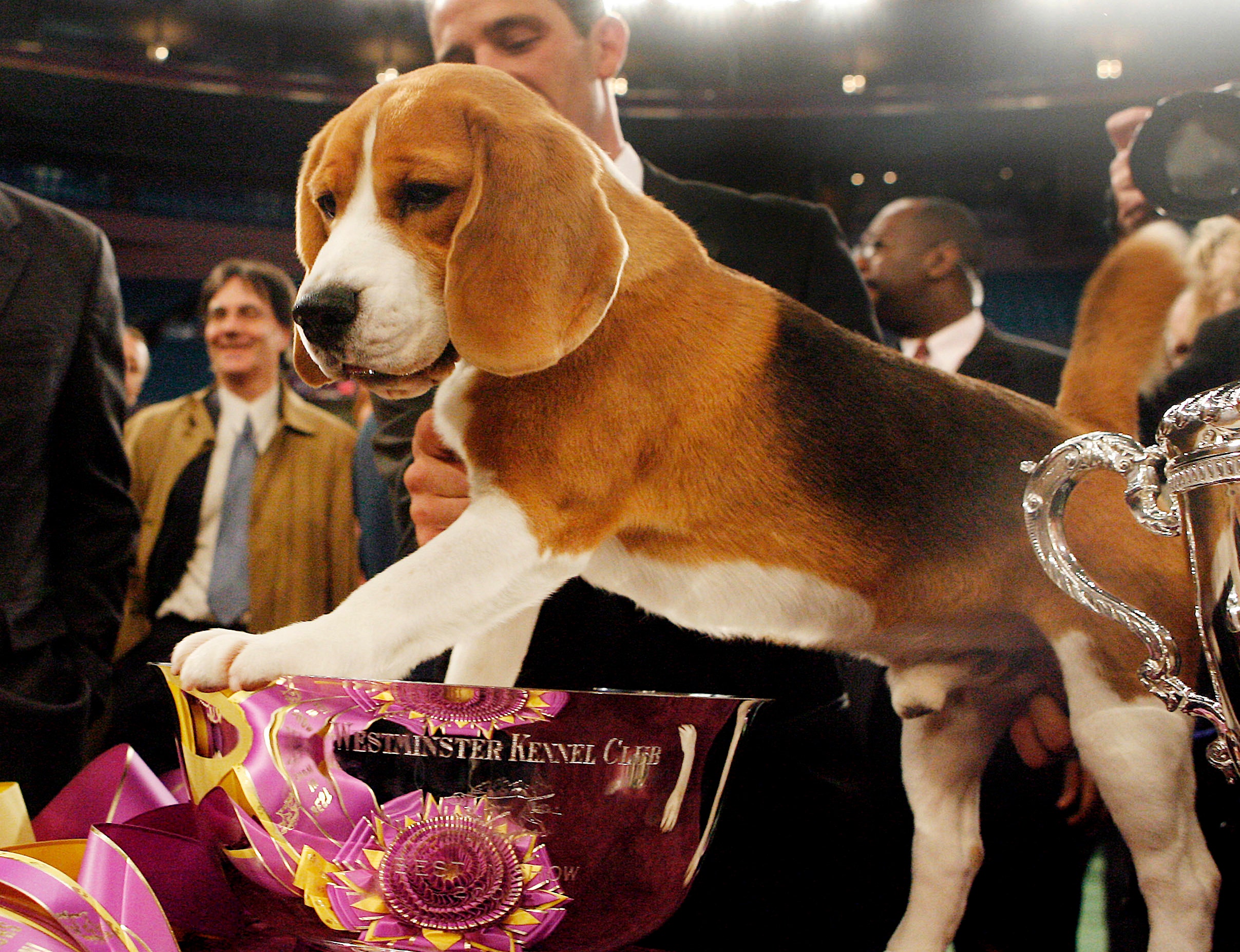 Popular Beagle Uno A Westminster Champion Dies At 13 Fox Sports