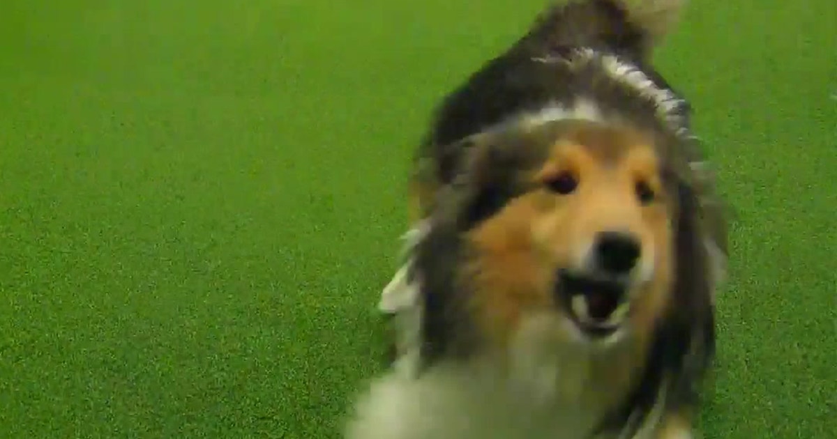 cleveland shetland sheepdog club