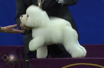 
					Relive Flynn the Bichon Frise’s 2018 Westminster Kennel Club Dog Show Non-Sporting Group victory
				