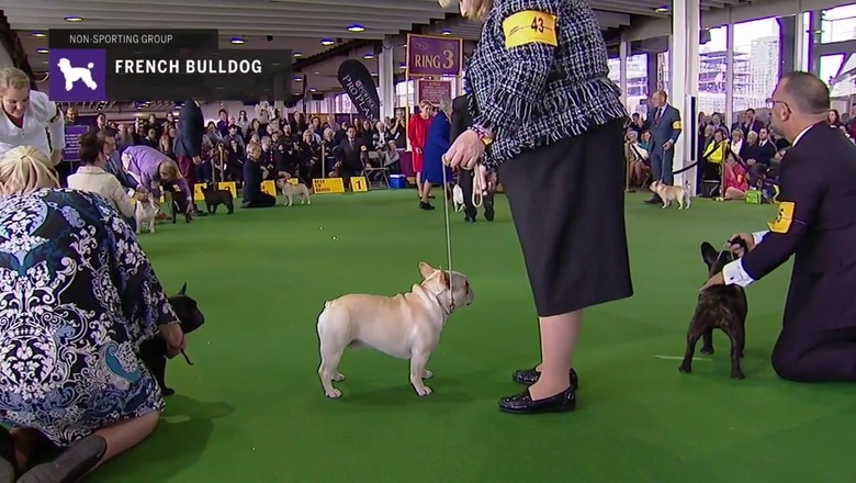 detroit kennel club dog show 2019