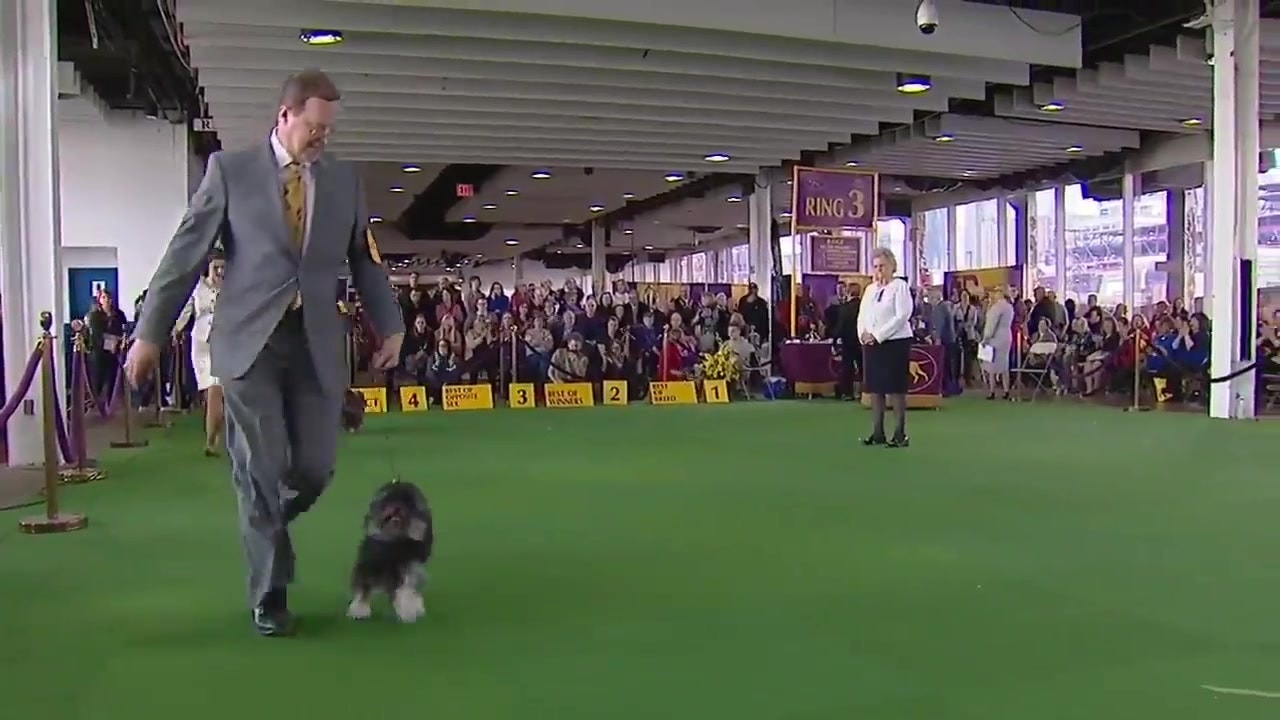 detroit kennel club dog show 2019