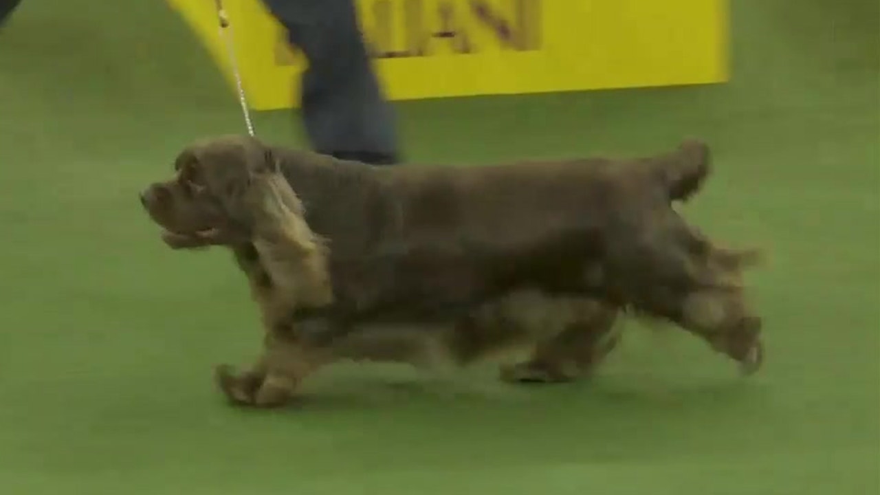 bean westminster dog show 2019