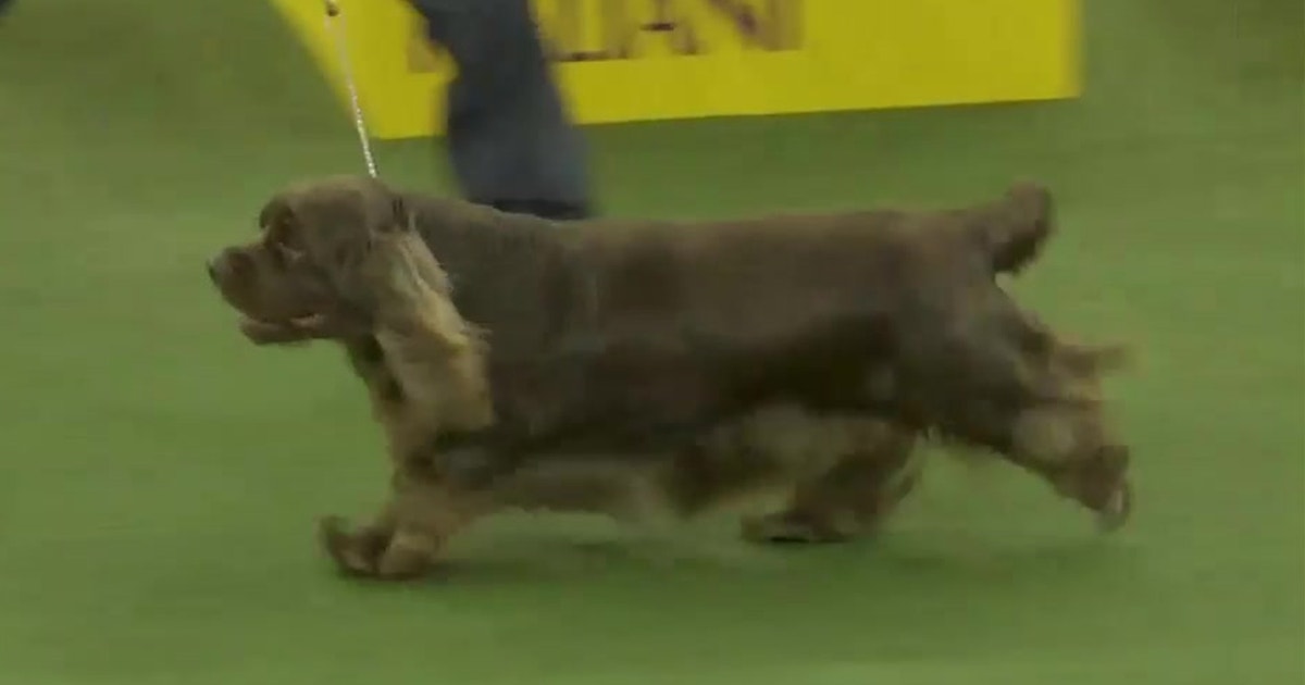 bean westminster dog show