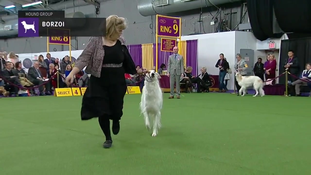 detroit kennel club dog show 2019