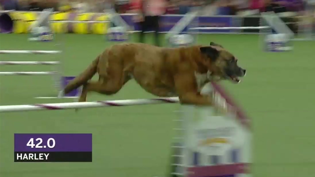 westminster dog show agility 2019