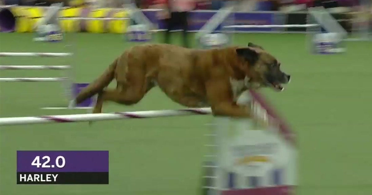 Westminster Dog Agility 2019 2025