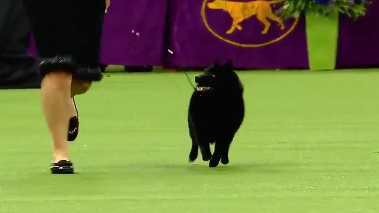 what happened to the schipperke at westminster