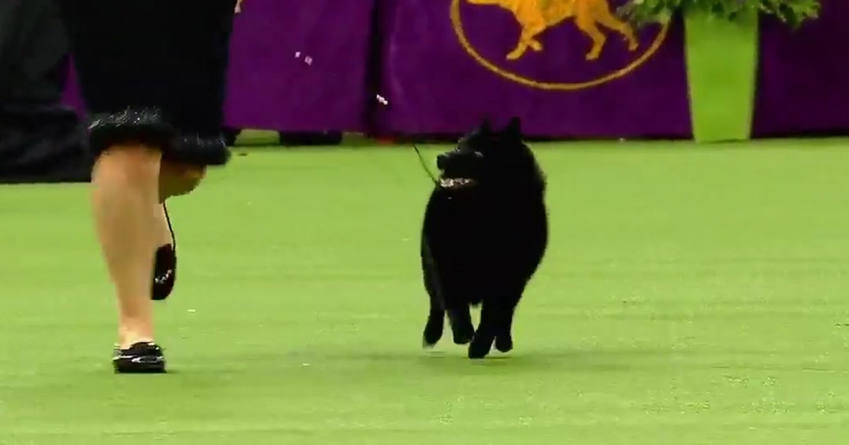 2019 Westminster Kennel Club Dog Show 