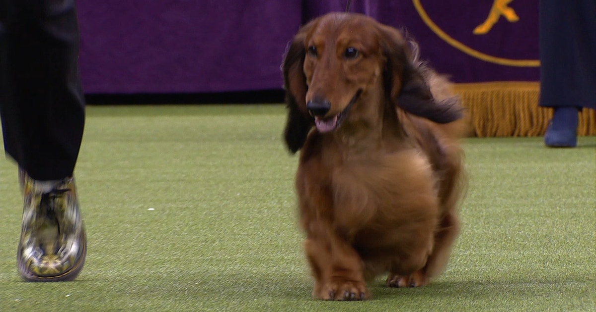 Burns the Longhaired Dachshund wins the 2019 Westminster 
