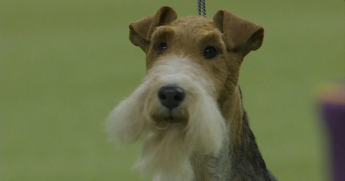 the westminster dog show 2019