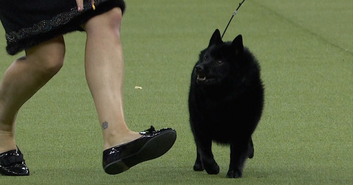 what happened to the schipperke at westminster