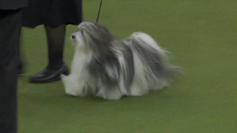 Westminster 2019 Havanese 2025