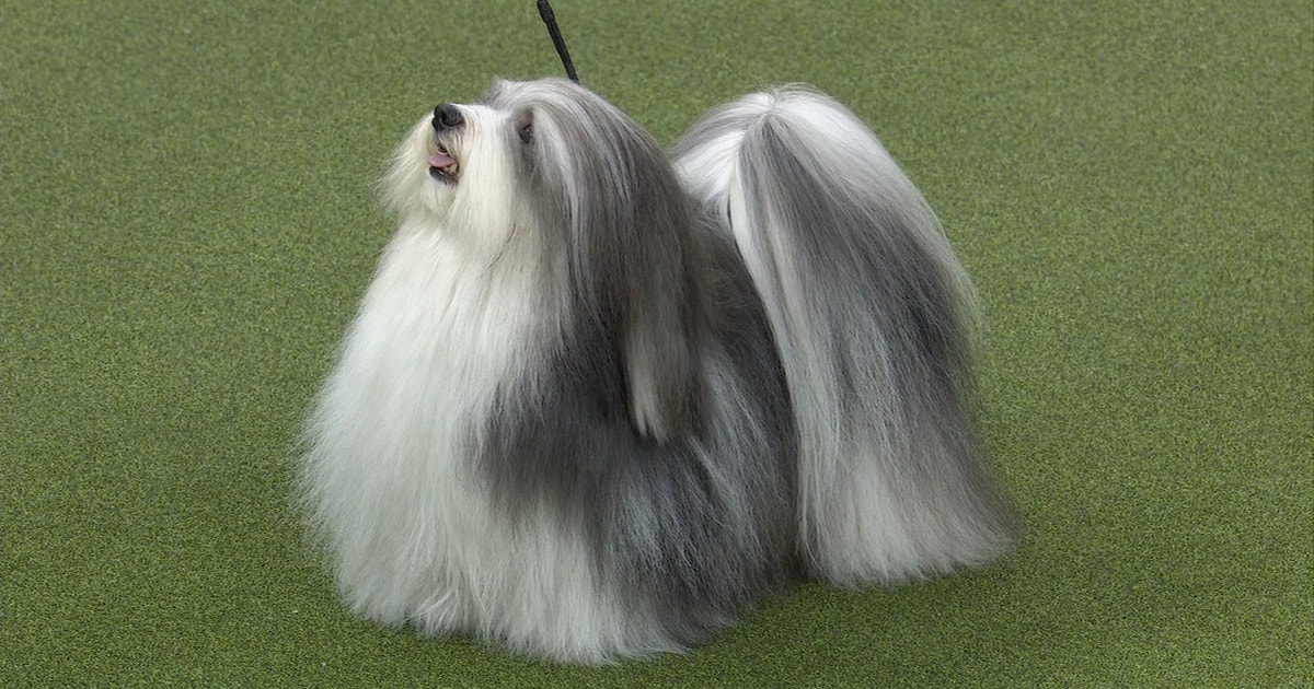 2019 westminster dog show