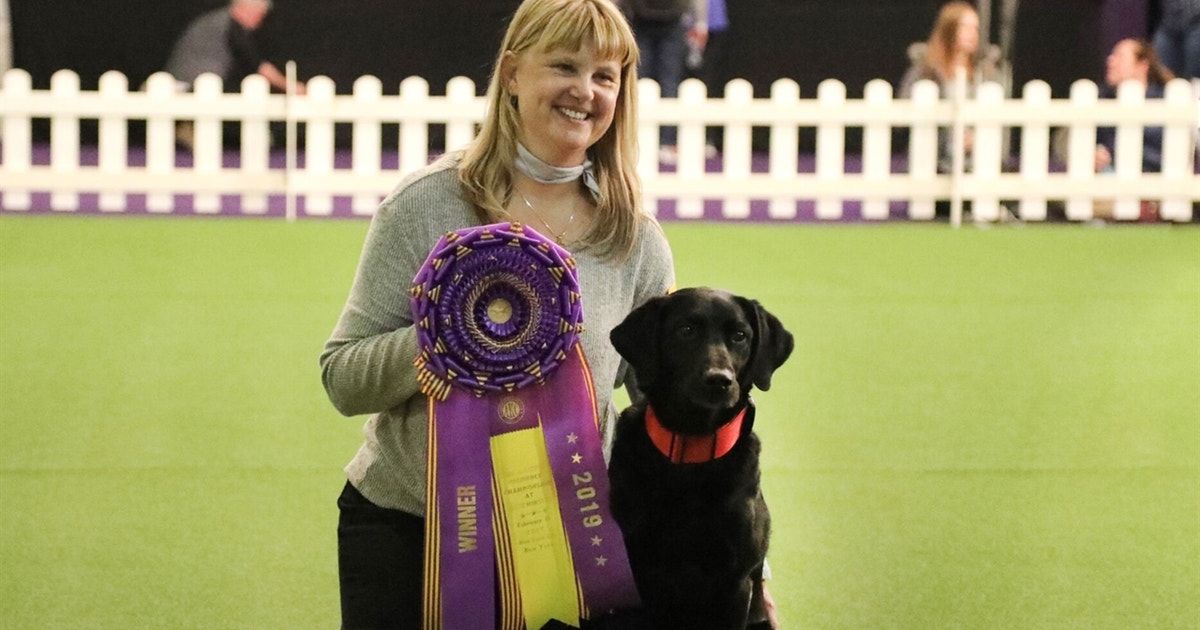 westminster dog show labrador retriever 2019