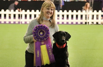 Watch ‘Heart’ the black lab win the Masters Obedience Championship for the fourth consecutive year