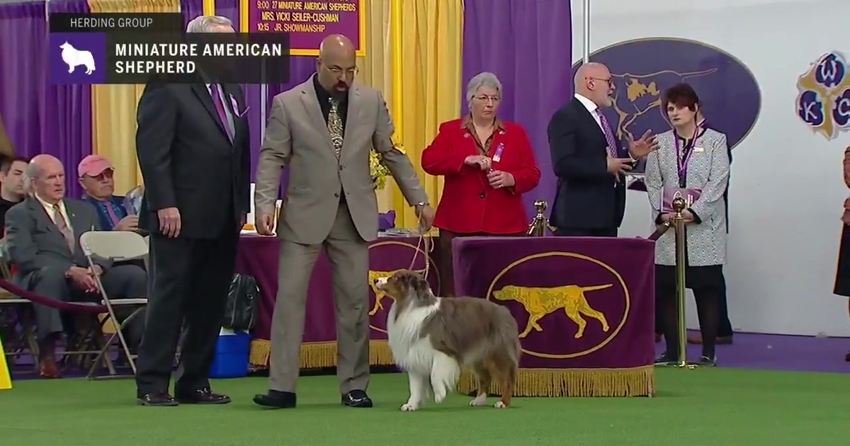 breed judging westminster dog show