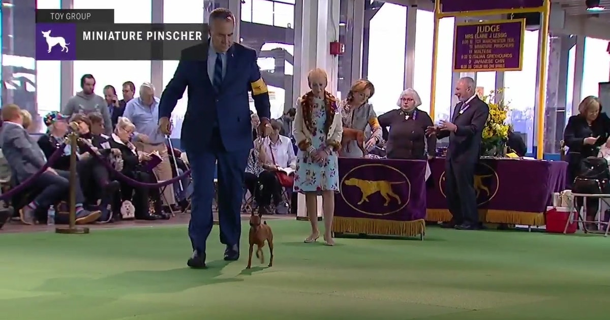 Miniature Pinscher Breed Judging 2019 Fox Sports