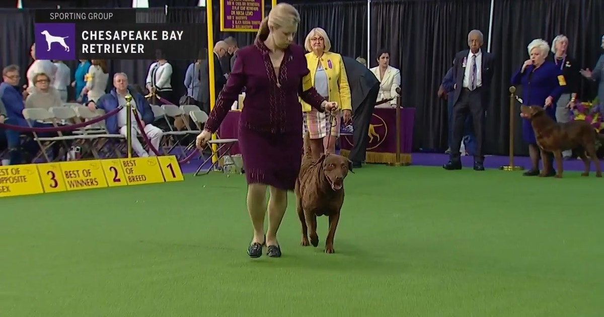 westminster dog show chesapeake bay retriever