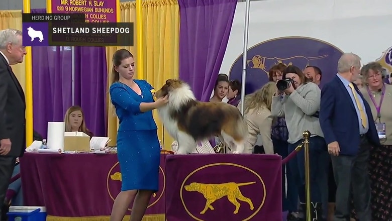cleveland shetland sheepdog club