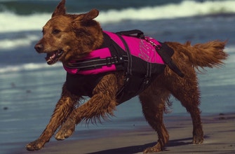 
					Ricochet the surfing dog | #InsideSanDiegoSports
				